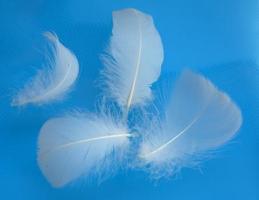 feathers are light