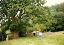 Song Of The Cleansing Time Peace Chamber